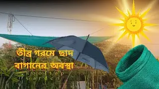 প্রচণ্ড গরমে সানবার্ন থেকে ড্রাগন কে বাঁচানোর উপায় | How to Protect Dragon Fruit From Heat Wave