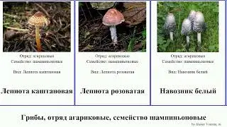 Грибы, отряд агариковые, семейство шампиньоновые лепиота гриб-зонтик fungus Белошампиньон Навозник