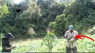 Our Cabbage Harvest Day | Natural Living in Jamaica