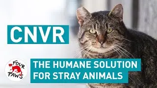 Catch Neuter Vaccinate Return | FOUR PAWS | [SUBS]