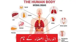 Names of internal organs in English and Urdu | Internal body parts of human body