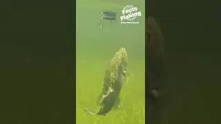 Big Bass Topwater Explosion! #shorts