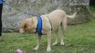 Smarter Business&trade;: Rufus and Coco