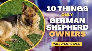 10 Things Only German Shepherd Dog Owners Will Understand