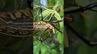 Striped Spider vs Praying Mantis | Clash of Predators