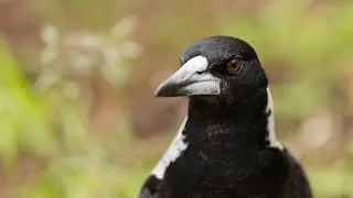 Australian Magpie Foraging on a Meadow