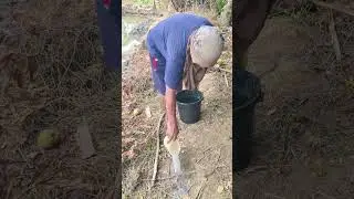 PAANO PUKSAIN ANG MUD LOBSTER AT IBA PANG PESTE SA DIKE #tenoitv #dmtenio #dondalmasio