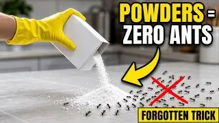 Two Forgotten Powders Repel Every Ant Forever — The Discovery Pesticide Brands Tried to Bury