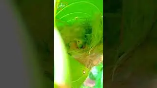 Baby Bird 🦜