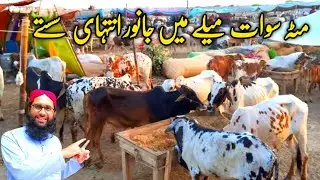Eid mela swat matta