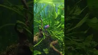 A Beautiful Betta in A Planted Nano Aquascape. #betta #bettafish #nanotanks #fishkeeping