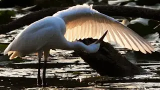 La cura del piumaggio negli Ardeidi