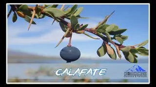 Calafate (Berberis microphylla) - Geomagallanes