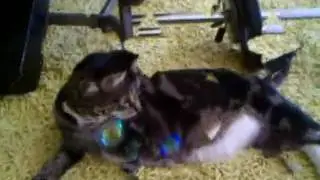 Lazy cat with bubbles
