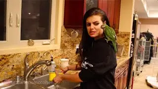 Jungle PARROTS Refuse To Sleep in My House | Parrots Bed Time Routine | ViNNY SUBTITLES