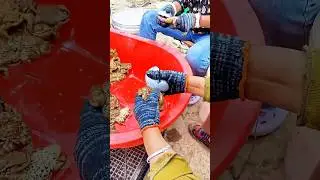 Collecting toad venom: A white medicinal substance with pain-relieving and anti-inflammatory effects