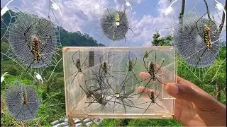 Hunting Top Giant Golden Orb Spider Webs