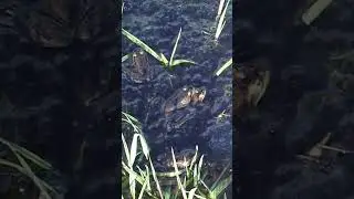 Oregon spotted frogs mating #shorts