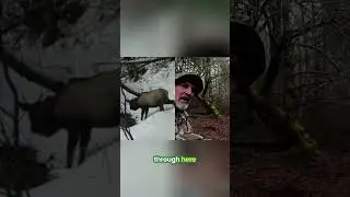 Swamp Monster Caught on Trail Cam! Incredible Wildlife Footage! #shorts