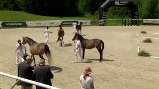 Junior &scaron;ampion&aacute;t klisen &ndash; Přehl&iacute;dka Shagya arab Martinice, 19. 7. 2025
