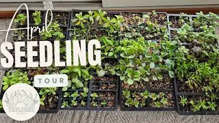Seedling Tour Winter Sowing, Cool Seedlings, Dahlias, Warm Seedlings | Wisconsin April Seedling Tour