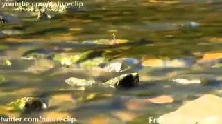 Free HD Nature Clips Stream time lapse stock footage