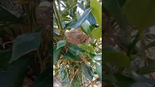 Bird nest at lime tree #short