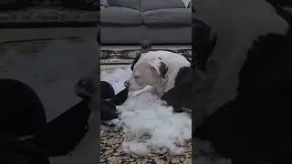 Pitbull and stuffed animal