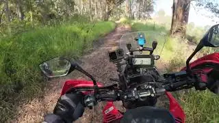 Episode 41 -   Cooroy Forest