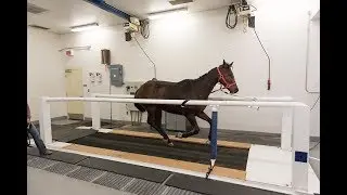 Zoobiquity Colorado: Connecting Human and Animal Health through Regenerative Medicine
