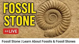 Real Fossil Stone Live | 100 Million Year Old Natural Treasure 🪙