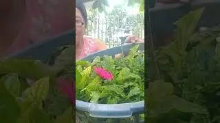 African daisy flower replanting #gardening #replanting #subscribers #viewers #short #indaysarahvlog