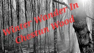 Winter Wander In Chestnut Wood