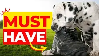 Top 7 Best Toys For Puppies Who Chew in 2022