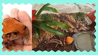 tinley reptile expo & tomato frog enclosure decorating !!