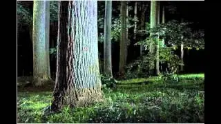 Jonahthan Richman-Party In The Woods Tonight