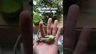 Stop gluing air plants into things, for the love of all things earthy. Stop it. #airplants #plants