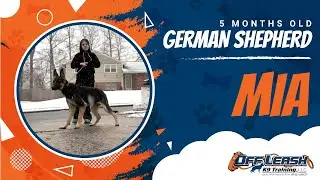 5 Month-Old, Reactive German Shepherd, Mia | Best Reactive Dog Trainers Virginia | Best GSD Trainers