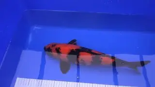 T.K.P.  Telford Koi Pond - Video 48 - New Fish, Angry Rant and Koi Shed (sort of).