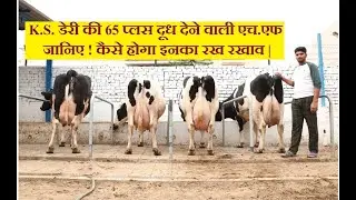 K.S. डेरी की 65 प्लस दूध देने वाली एच.एफ जानिए ! कैसे होगा इनका रख रखाव | K.S.Dairy Farm | Kaddon |