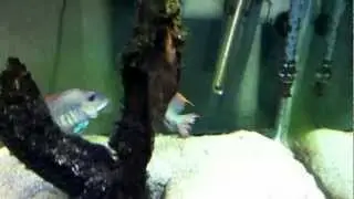 Geophagus Tapajos mating dance