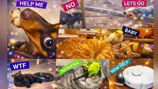 FUNNY AMİNALS MOMENTS 😂 #catshorts #cat #catvideos #cattiktok #dogshorts #dogvideos #funnyvideo