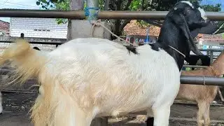 900 ribu !! Babon Hamil Harga Murah Meriah !! Pasar Kambing Tuban 
