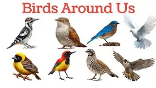 Birds around us।bird name hindi english with picture for kid's। पक्षियों की दुनियां।