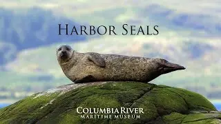 Harbor Seals