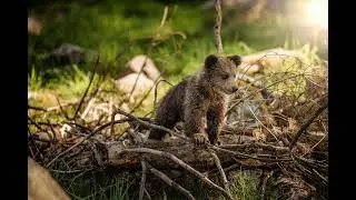 The Little Bear 🐻 | Educational Short Story for Kids