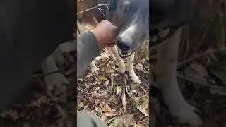 Hunting Dog vs Porcupine &ndash; Injured by Sharp Quills During the Hunt! #animals #wildlife #porcupine