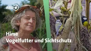 Hirse im Garten anbauen – Vielfältig, ökologisch wertvoll und trockenheitsverträglich! │Querbeet
