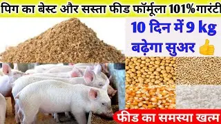 पिग का बेस्ट और सस्ता फीड फॉर्मूला 101% गारंटी || 10 दिन में 9 kg बढ़ेगा सुअर👍 || फीड का समस्या खत्म