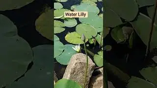 Medicinal plant and it's Uses:&nbsp;Various parts of the plants, including roots, Water Lilly #Healthtips